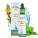 Buried Treasure Mullein Mint Drops – Mint-Flavored Herbal Blend with 200mg